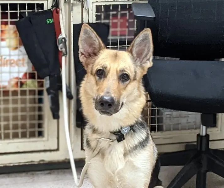 PamBabcockTruth's tweet photo. Shiva 134302 owner surrender due to landlord said no dogs so dumped at the shelter. Just one year old. Arrived 7 days ago and already on the kill list for Saturday. Please pledge via: @TomJumboGrumbo. Please retweet Shiva.
https://t.co/e8pFWMiE3a https://t.co/WiCpKMAHVR