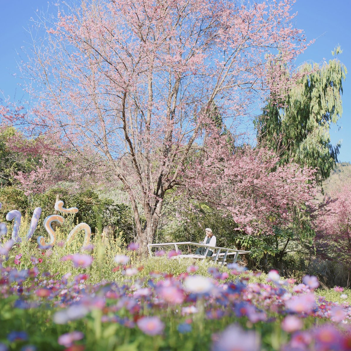 TPainaidee's tweet photo. ขุนวาง สวยอะไรแบบนี้!!! ในภาพมี2 สถานที่ คือศูนย์วิจัยฯ ขุนวาง และผาแง่ม อาทิตย์นี้น่าจะบาน 100% แน่นอน #reviewthailand #เชียงใหม่ #ซากุระ https://t.co/c049H7eT3V