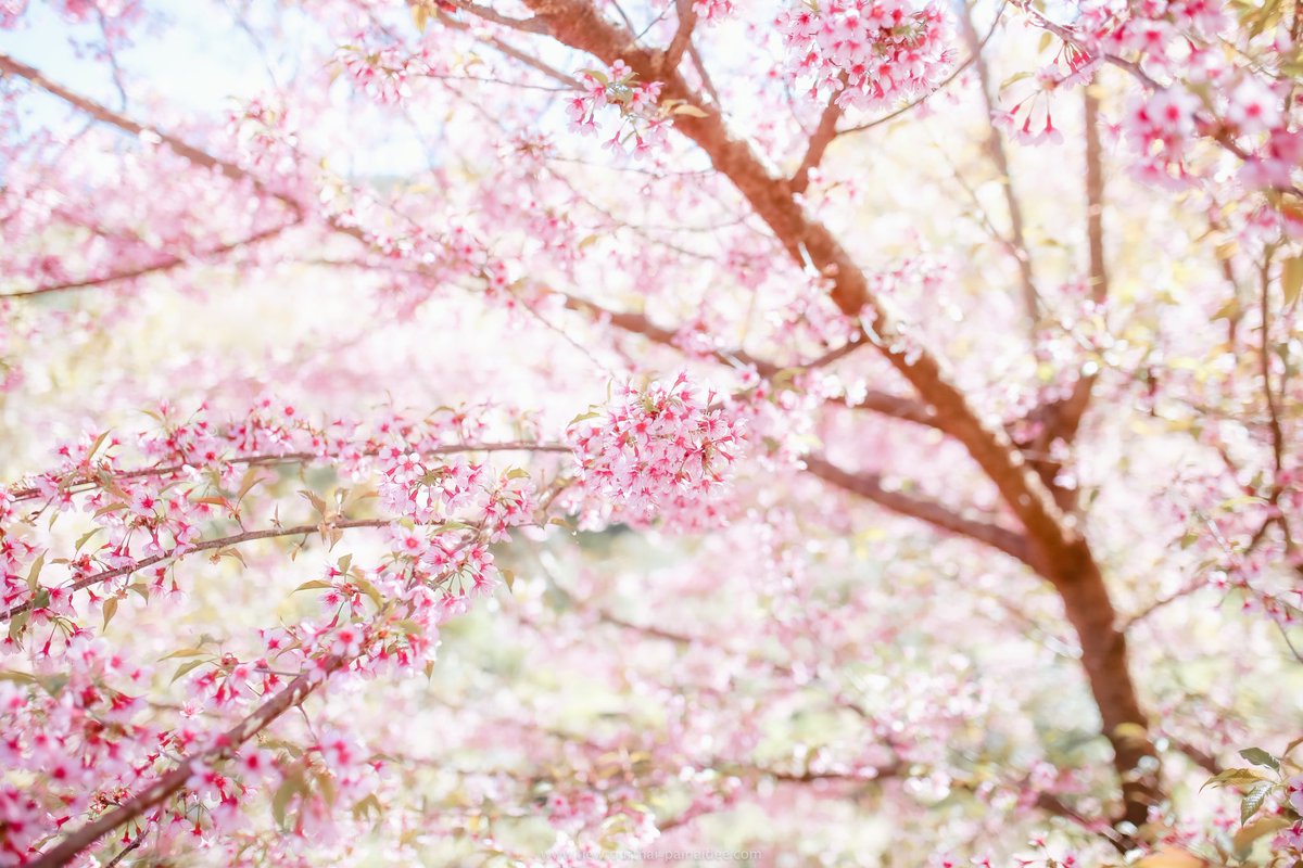 ขุนวาง สวยอะไรแบบนี้!!! ในภาพมี2 สถานที่ คือศูนย์วิจัยฯ ขุนวาง และผาแง่ม อาทิตย์นี้น่าจะบาน 100% แน่นอน #reviewthailand #เชียงใหม่ #ซากุระ