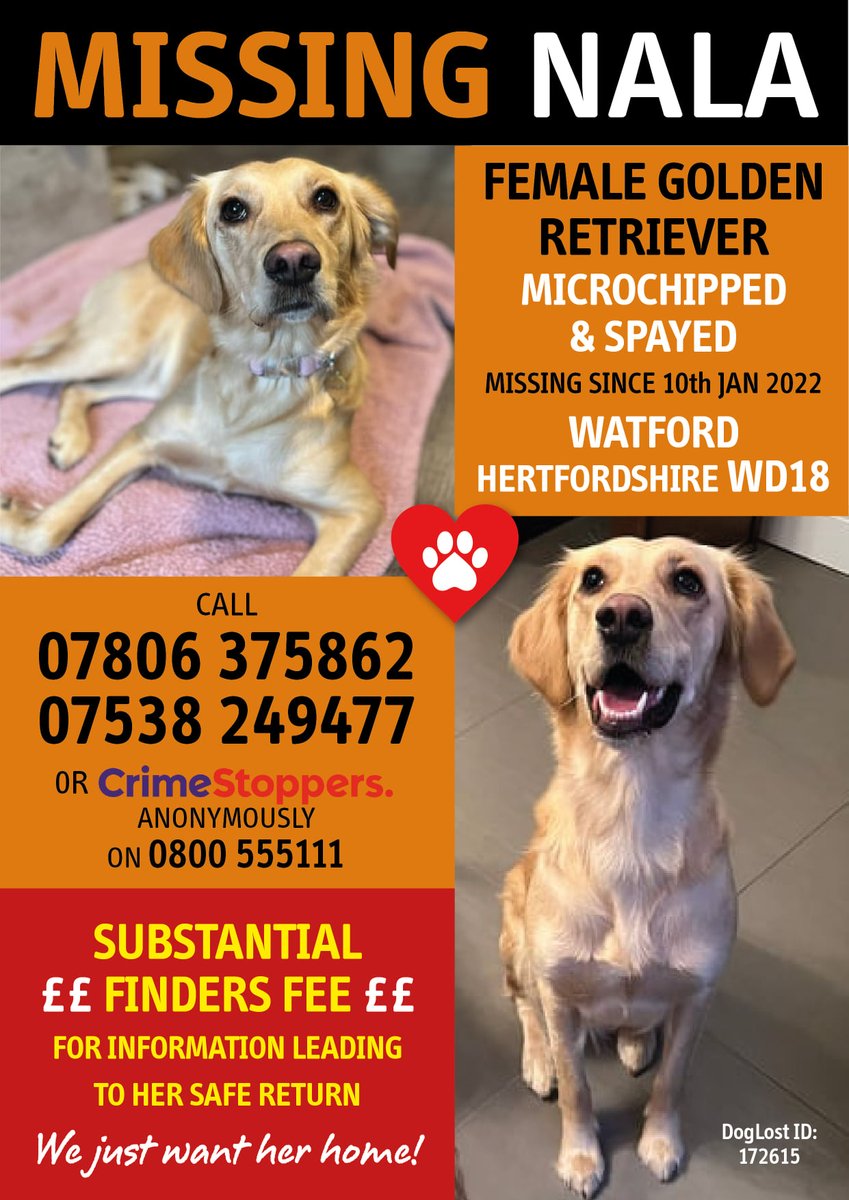The_Animal_Team's tweet photo. 💥SUBSTANTIAL FINDERS FEE LEADING TO SAFE RETURN💥#Nala is a female #GoldenRetriever who has been #missing from near the #WatfordGeneralHospital #Watford #Herts  #WD18 area, since 10/1/22. She is chipped &amp; spayed. https://t.co/Qb2ksVfjTI #MissingDog #Retriever #LostDog #dogs https://t.co/8nIYmmmjEl
