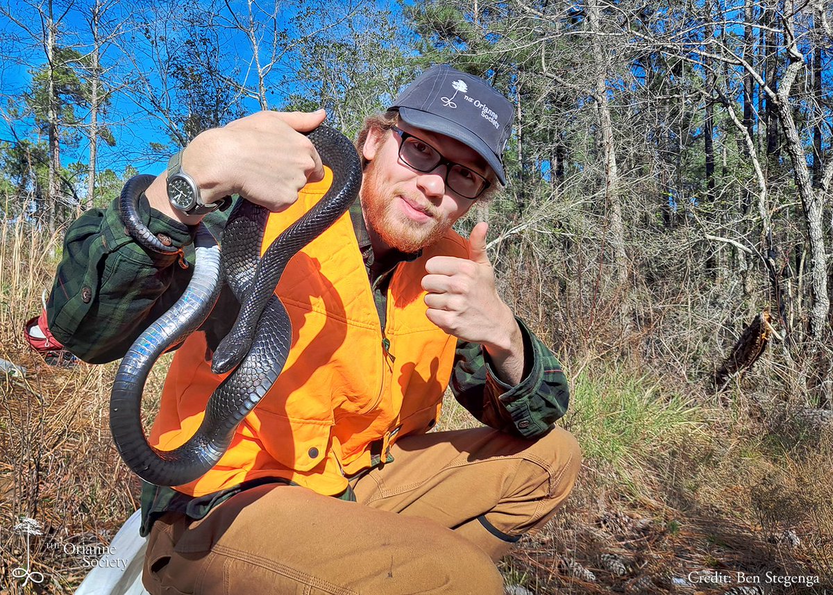 OrianneSociety's tweet photo. Research Technician Kevin Hutcheson has had an eventful first week on the job! Here he is with the first of several #EasternIndigoSnakes he has found on surveys so far.
#LongleafSavannas #easternindigo #drymarchoncouperi #drymarchon #indigosnake
#snake #snakes @Stegenga https://t.co/su1ih62zVa