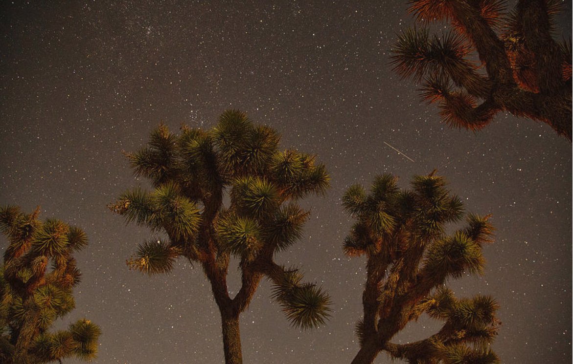 KunalMehraPhoto's tweet photo. That's how you came here, like a star without a name - #Rumi
And you grew into your true self, like these Joshua trees in #JoshuaTreeNationalPark along #QuailSprings #RumiQuotes #JoshuaTreeStars #MojaveDesertStars
https://t.co/9Ibfgb0tzZ https://t.co/5lP2Tx1I2U