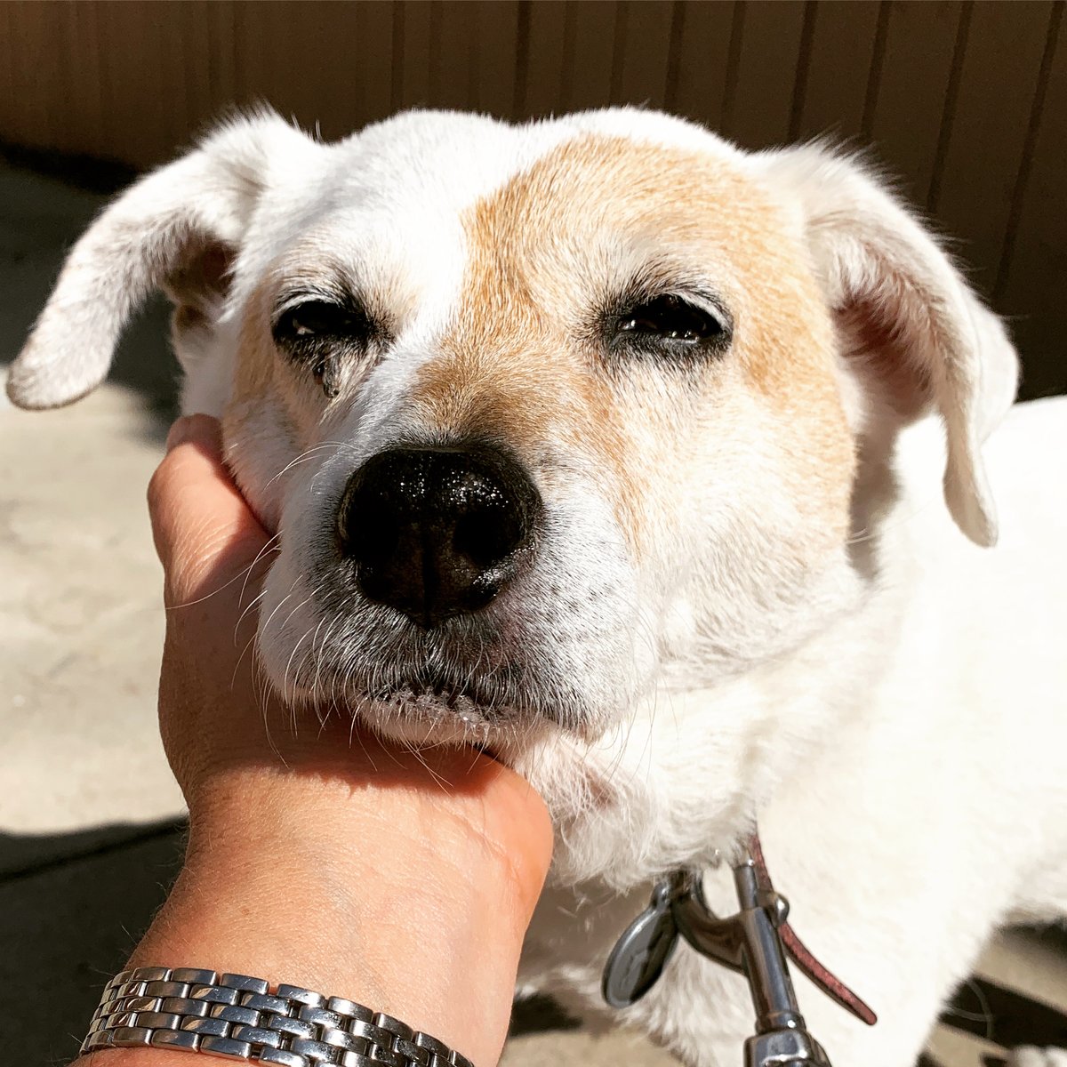 lauralsweet's tweet photo. Today I wish God would send Me a stronger version of Me to help Me out. #ajacknamedindie #ilovemydog #godhelpme #ineedstrength #icantdothis https://t.co/OyBEkQD4QO
