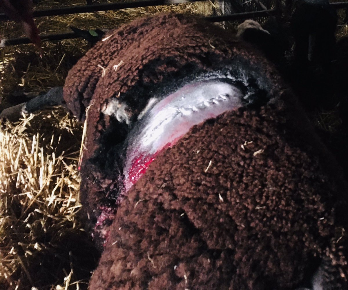 bhietberg's tweet photo. Welkom mooie tweeling! 
De eerstehulp van het nieuwe lammerseizoen. Geslaagde keizersnede 
#spoedhulp #dierenarts #boer #schaap https://t.co/WlJ0dc5xJJ