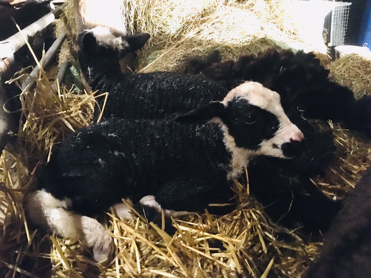 bhietberg's tweet photo. Welkom mooie tweeling! 
De eerstehulp van het nieuwe lammerseizoen. Geslaagde keizersnede 
#spoedhulp #dierenarts #boer #schaap https://t.co/WlJ0dc5xJJ