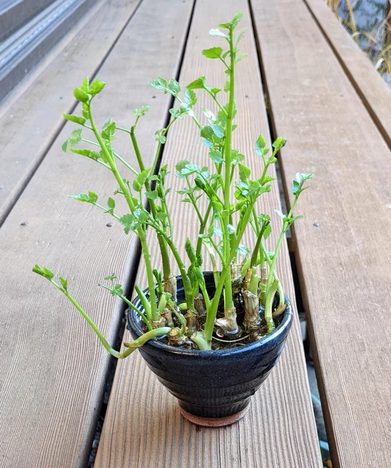 雑煮に使った芹の根っこ元気。 