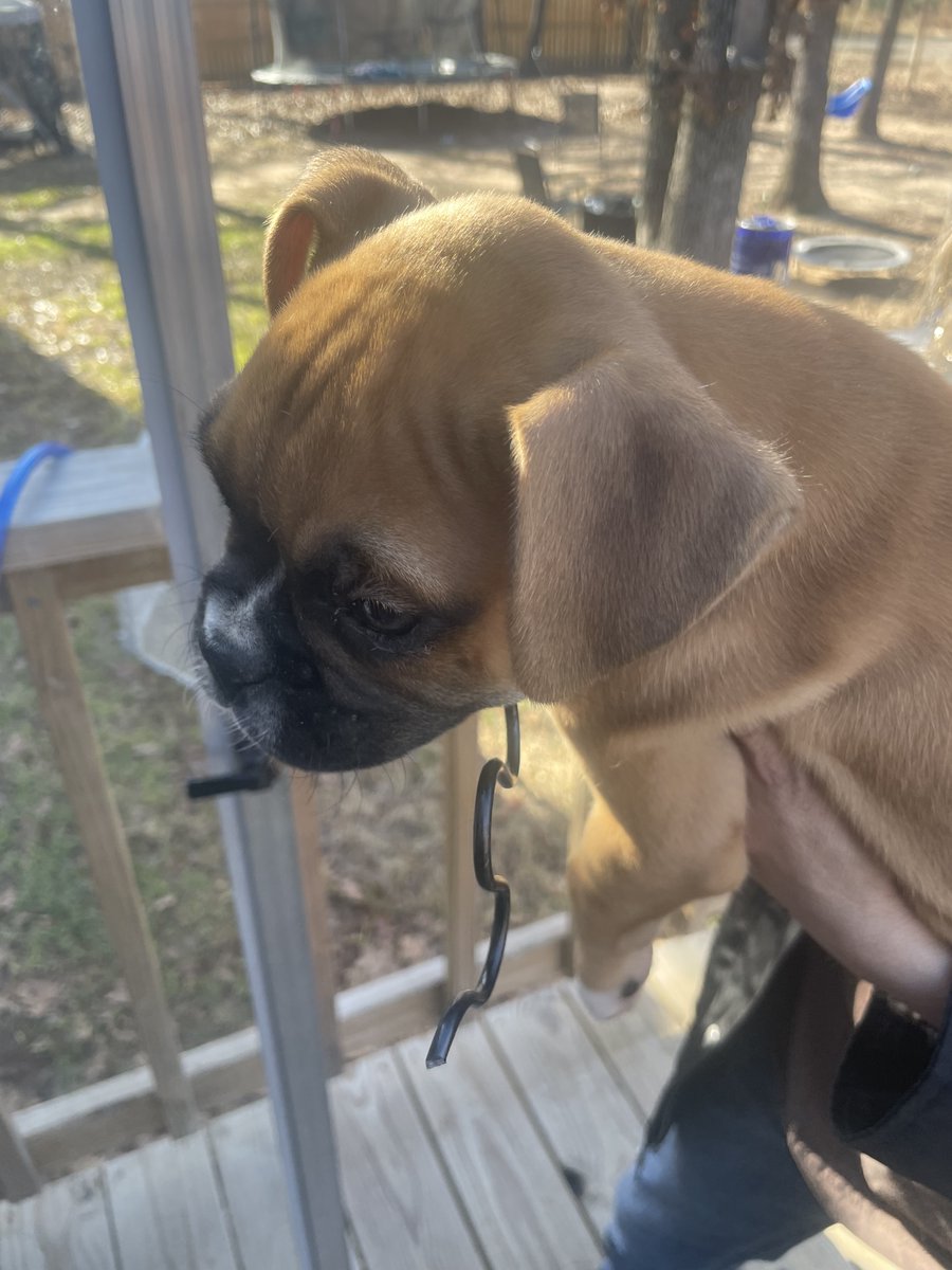 PSFireRescue's tweet photo. PSFR responded this morning for an animal rescue.  This little pup managed to get the spring of a chair lodged in his mouth.  Bolt cutters were used to free the dog.  The pup went into surgery to remove the spring but is going to be fine. #volunteer #firedepartment #PSFR #puppy https://t.co/bE8fXzpCv8