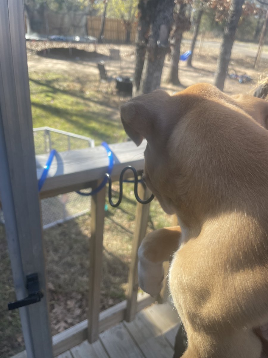 PSFireRescue's tweet photo. PSFR responded this morning for an animal rescue.  This little pup managed to get the spring of a chair lodged in his mouth.  Bolt cutters were used to free the dog.  The pup went into surgery to remove the spring but is going to be fine. #volunteer #firedepartment #PSFR #puppy https://t.co/bE8fXzpCv8