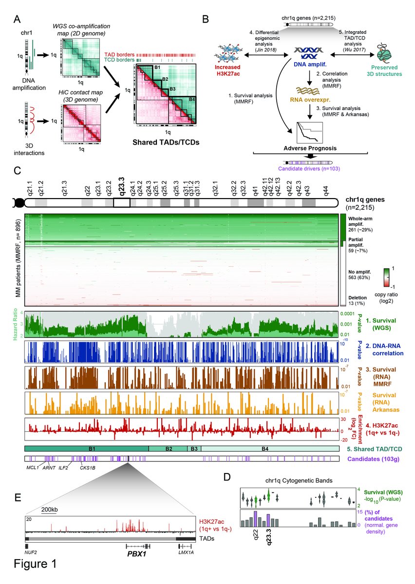 nikos_trasan's tweet photo. We implemented a novel systems medicine strategy to combine genomic, epigenomic, transcriptomic, 3D genome and clinical data and identified 103 potential pathogenic drivers across the entire chr1q arm. We also detected the prominent case of PBX1. #Figure1 https://t.co/uCE0mQs0qa
