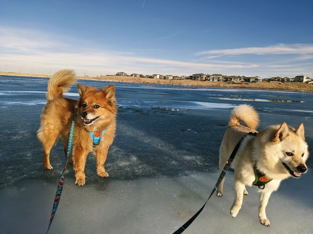 them2dogs's tweet photo. Attempted #waterdogs enjoying the warm day wandering on ice #icedog #dogsofinstagram #dogsoftwitter https://t.co/OigY4B9Z9V https://t.co/w9lH4iFB0I