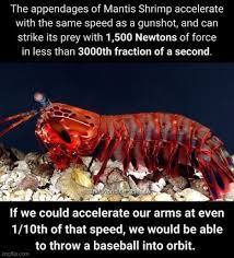 LimpShrimpNFT's tweet photo. Just sharing a fun fact about my favorite animal on the planet! #LimpShrimpNFT #NFT #NFTs #NFTCommunity https://t.co/hZDx5V3pWX