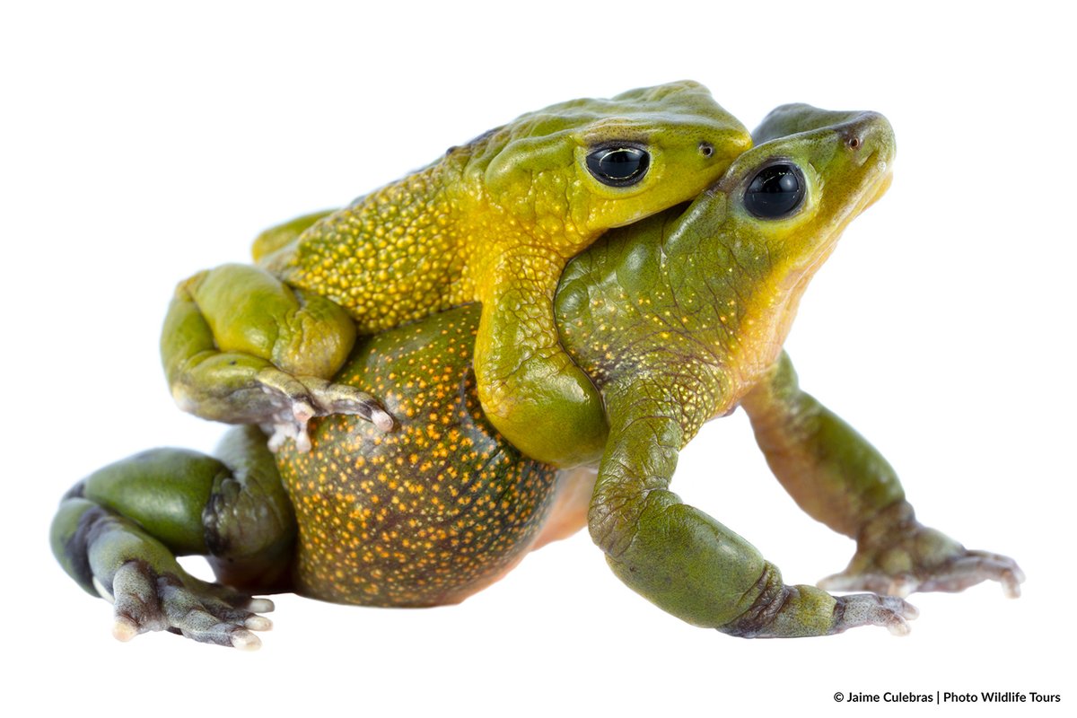 Jaime_Culebras's tweet photo. These vicious "#Atelopus bomolochos" are fighting to perpetuate their species at @conser_Anfibios @photowildlifet #harlequintoad #amphibian @ASG_IUCN @amphibiansorg @rewild https://t.co/9MK31ZvJVB
