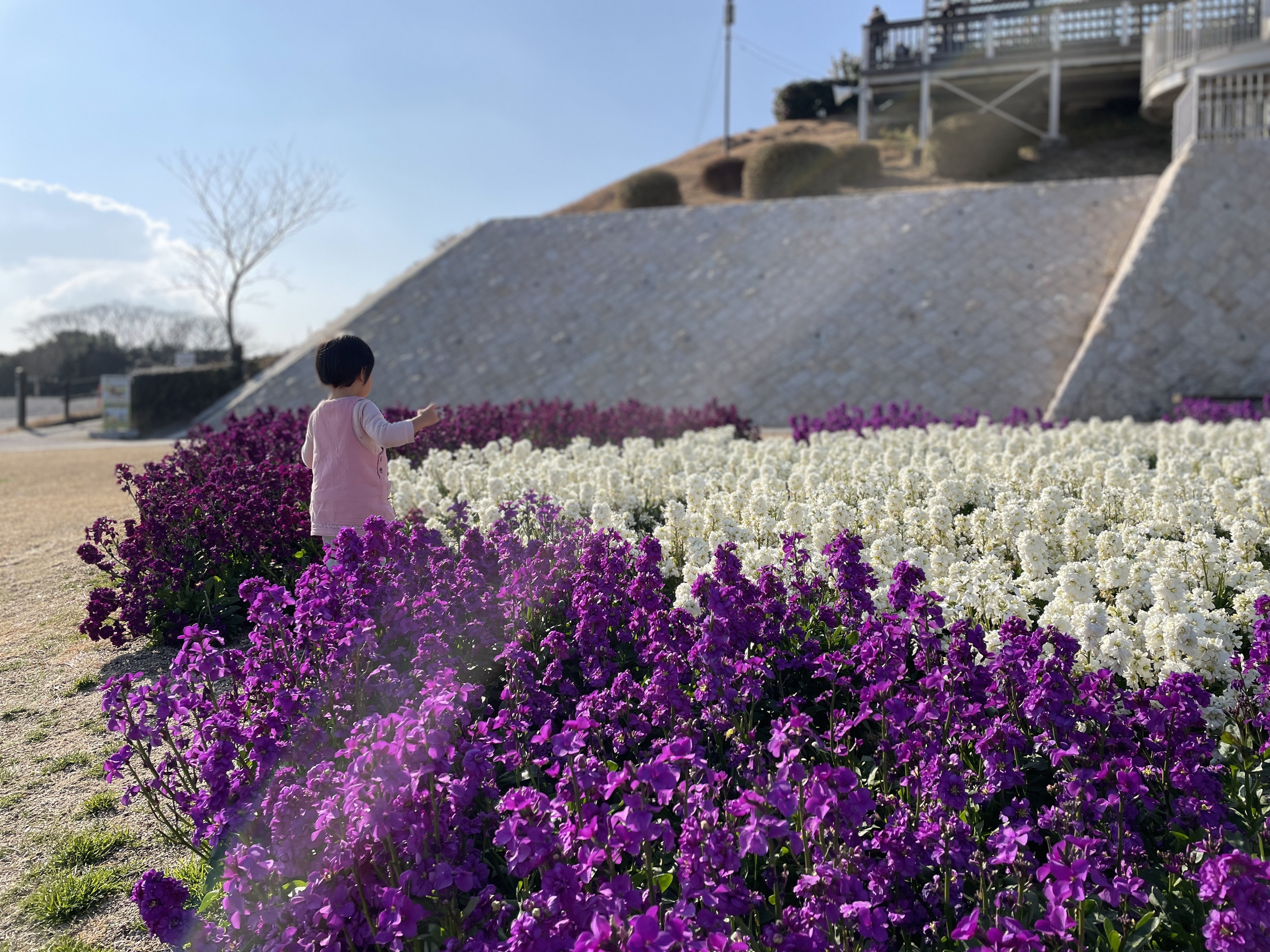 淡路市役所 ストック花壇でつかまえて 兵庫県立公園あわじ花さじきでは 1万1千本に及ぶ5色のストックからなるデザイン花壇が見頃を迎えています ２羽の白鳥が向かい合って 中央にハートが描かれているように見えるこの花壇 冬の澄んだ空気の中