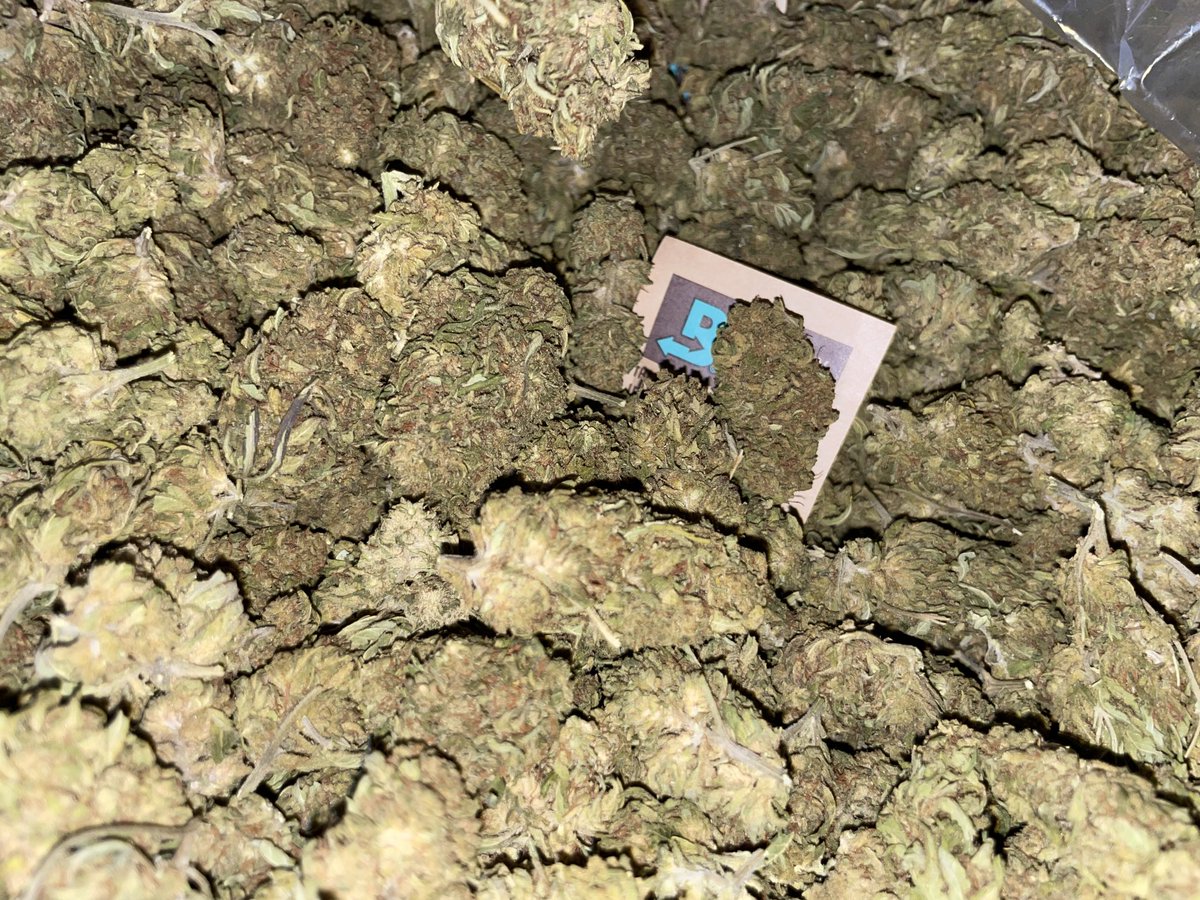getmedfla's tweet photo. nugs for days 😶‍🌫️ https://t.co/LYUgvlSEhJ