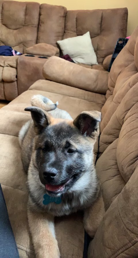 tracyj456's tweet photo. That face! That sweet little face! ❤️❤️ #eveningmade #puppylove https://t.co/y8SttsPQMX