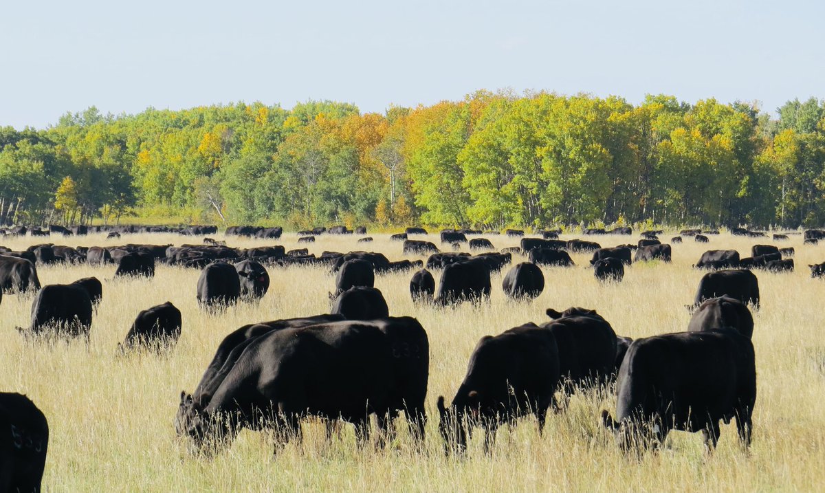 We started to work with <a href="/AgBoost/">AgBoost</a> in 2021 to interpret Igenity DNA testing. Small sample size to start with but it does validate the consistency and balance within our herd. We will continue to benchmark and consider future use for selection and mating decisions as well.