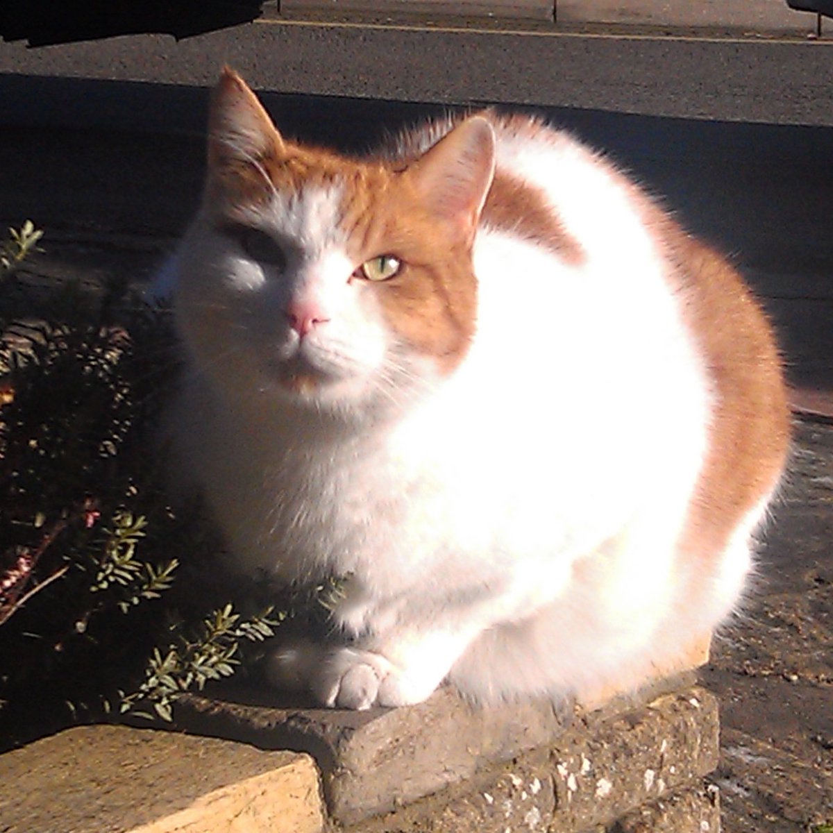 January 2012, Harley wasn't ever really bothered by the cold, as long as the sun was shining, he loved a bit of winter sunshine.

#tbt #ThrowbackThursday #vanalikes #wlf
