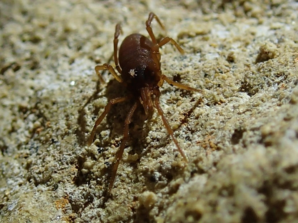 Cave mite harvestmen with mini mite #opiliones #biospeleology Marble karst New Zealand