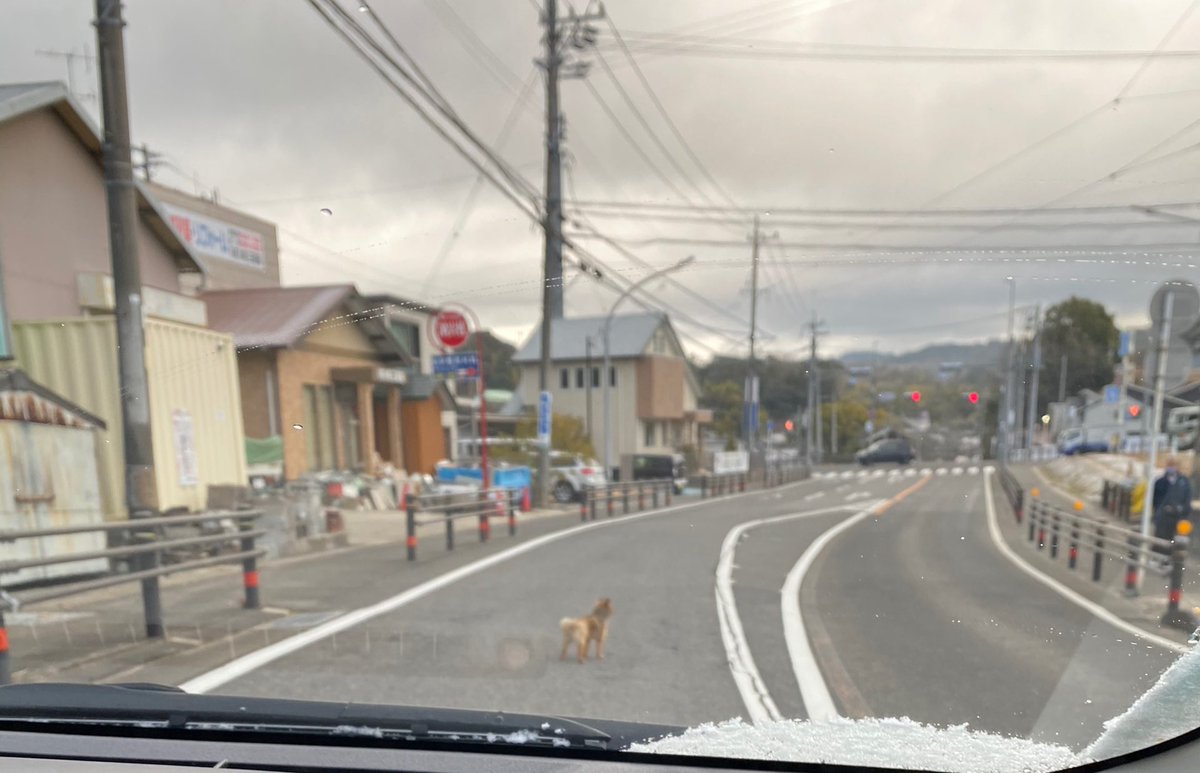 _156cmoO's tweet photo. ポメラニアンが走ってたよ😢
ひかれちゃいそうだから早く飼い主さん見つかって。。
#岡崎市 #迷子犬 https://t.co/IGbpDaefbi
