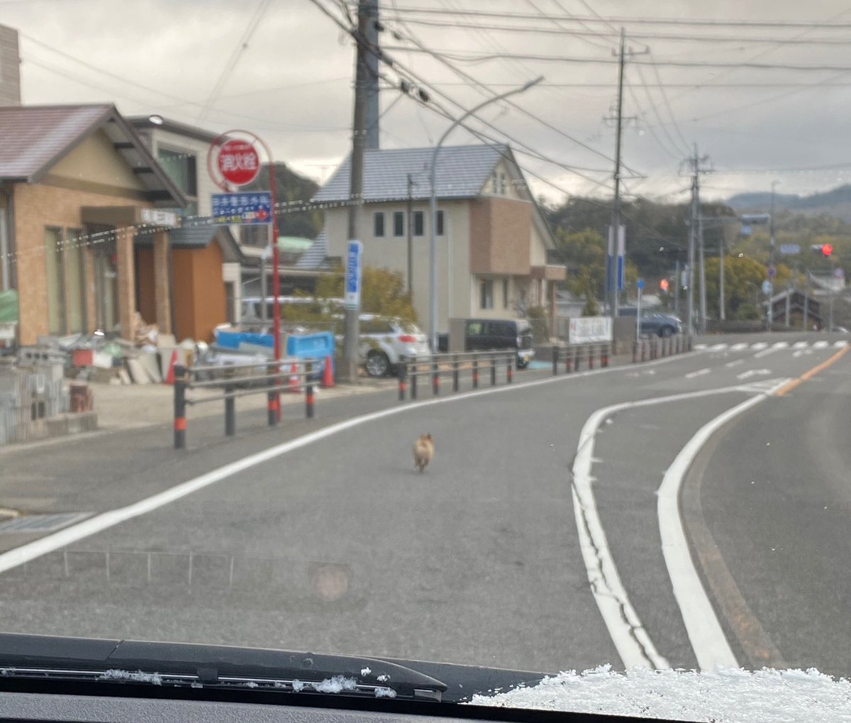 _156cmoO's tweet photo. ポメラニアンが走ってたよ😢
ひかれちゃいそうだから早く飼い主さん見つかって。。
#岡崎市 #迷子犬 https://t.co/IGbpDaefbi
