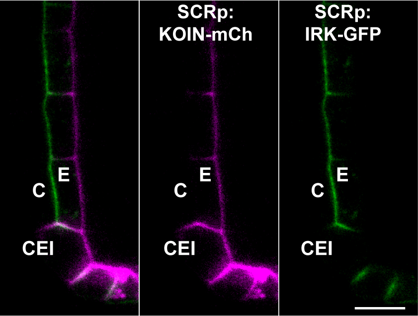 cecirf1's tweet photo. If you haven´t already, check out our paper describing a new Receptor-like-kinase (RLK) and how its polarization mechanisms are different from those of IRK (another RLK) at the endodermis. Proud of our work with @jmvannorman_ucr, @biolojess_ and Roya!
https://t.co/f3LLqluQWs https://t.co/WIqN0EapjF