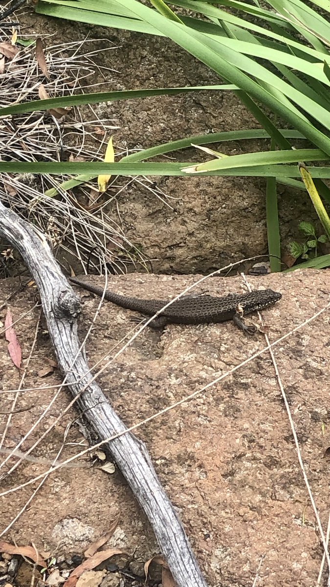 Turns out I’ve done some accidental #herp-ing over the summer break.