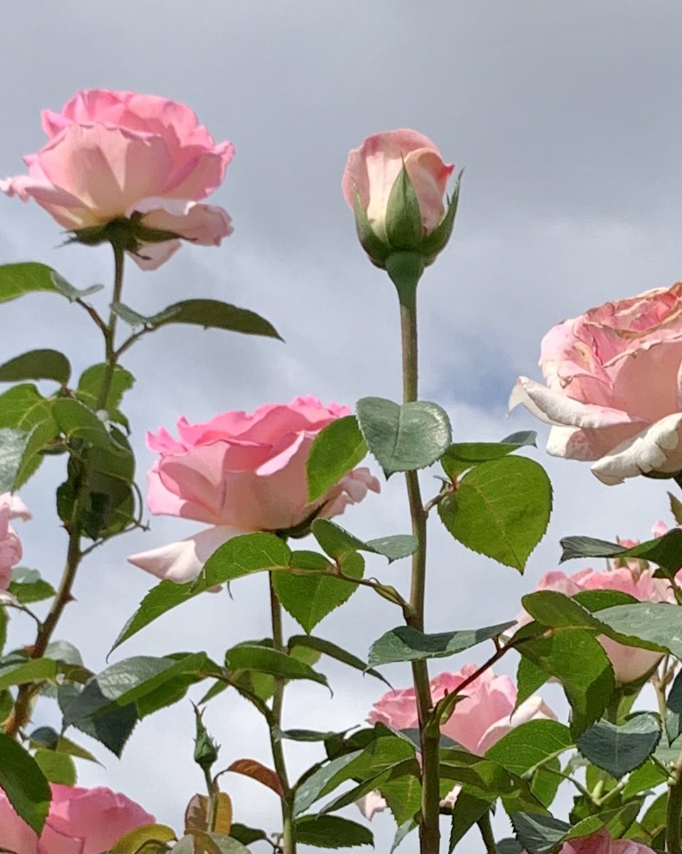 "EJ Hill: Wherever we will to root", opens Feb 17!
⁣⁣
Hill's solo show is the culmination of his semester of teaching <a href="/Occidental/">Occidental College</a> as the 21-22 Wanlass AIR.⁣⁣
⁣⁣
Stay tuned for updates. For more on the exhibition and public programs, visit oxyarts.oxy.edu/exhibitions/wh…