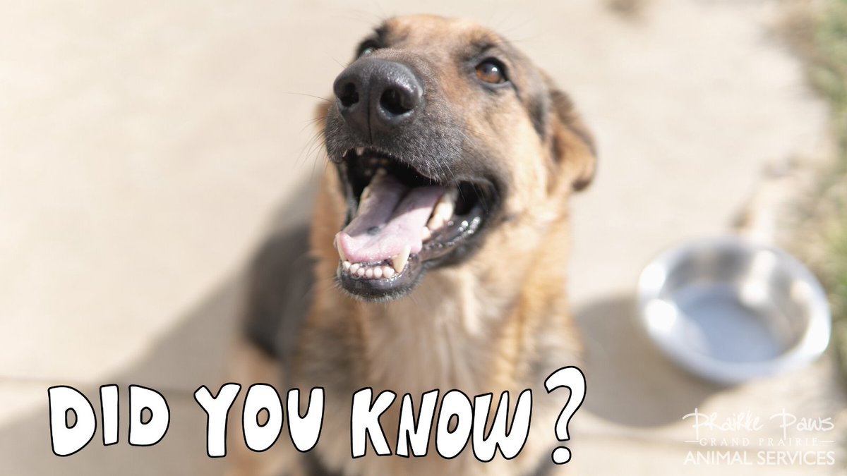 GPAS_TX's tweet photo. Rhett (#A194196) was wondering if you knew that Prairie Paws Adoption Center offers $15 microchips year round with no appointment needed! Walk ups are always welcome for microchips! #didyouknow #prairiepaws
Learn more ➡️ https://t.co/7NLh5qZ1ZD https://t.co/qRhFn7rToq