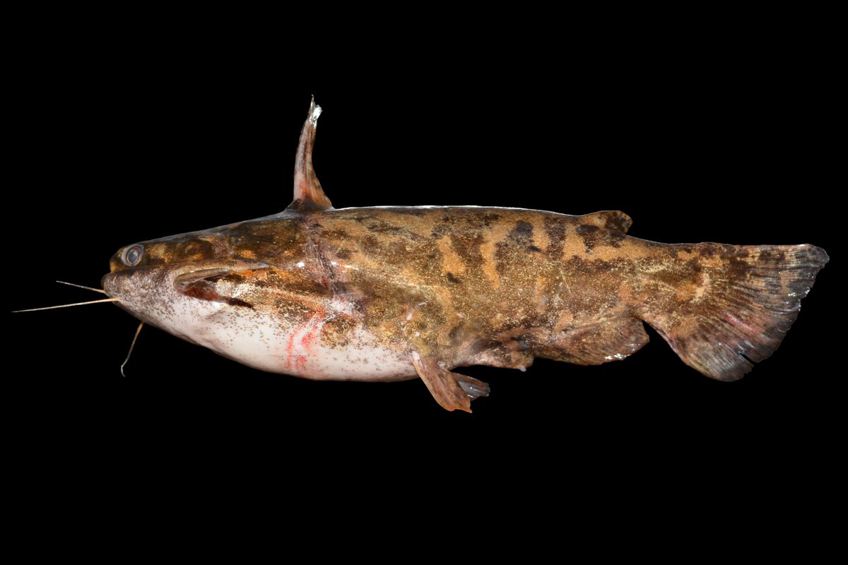 PpgUel's tweet photo. Iniciando 2022 e com boas notícias. Divulgando o estudo de um de nossos alunos - João D. Ferraz - e membros do LEPIB reportam a ausência de ossos em Trachelyopterus galeatus, uma espécie invasora de bagre no Rio Paranapanema! foto J. D Ferraz https://t.co/wS1WP7MP2O