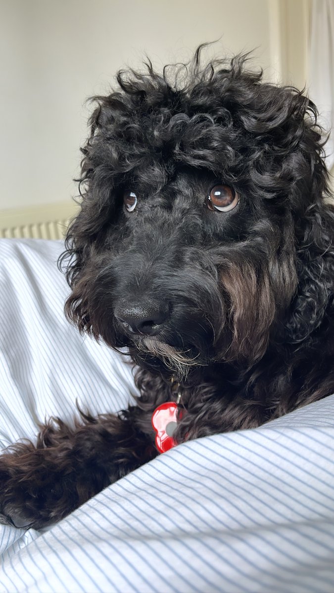 Nereus London conditioner works wonders on dogs hair too!!! #shouldhavepitchdogproducts #dragonsden