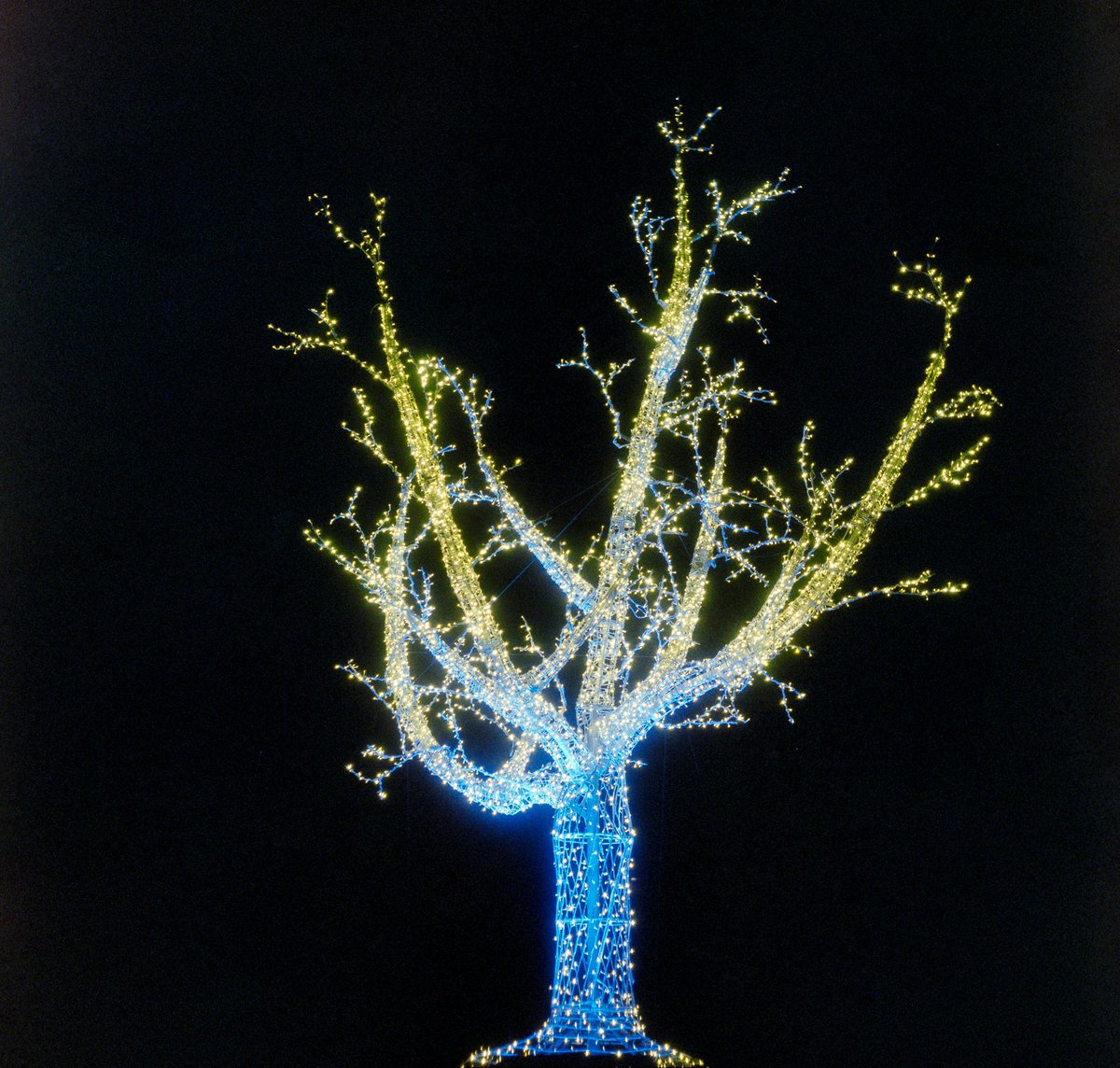 log_raphy's tweet photo. the tree of life. 

details: 
📷 Flexaret VII (6x6) 
🎞 Fuji Pro400H
🧪 Unicolor C-41
💻 Negative Lab Pro - 12 shot stitch 
📍 Halifax, Nova Scotia, Canada

extra: #photography #filmphotography #NightPhotography #art #mediumformat #120film https://t.co/XbSkzFjzYn