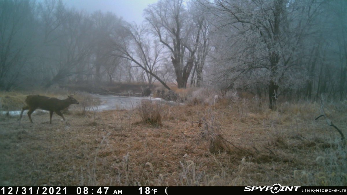 SpypointCamera's tweet photo. Frosty morning crossing!
πΈ: Kyle Alstott
#winter #spypoint #whyispypoint #spypointtrailcameras #spypointcameras #trailcamera #gamecamera #scoutingcamera #hunting #bowhunting #deerhunting https://t.co/9AsWJ9WwBc