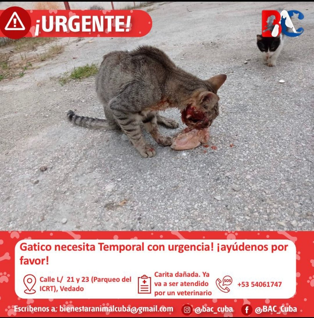 bac_org's tweet photo. 😺ACTUALIZACIÓN😺
¿Recuerdan a Vito😃? ¿El gatito 🐈 que semanas atrás fue rescatado con una lesión en su carita😕? Pues les cuento que está teniendo una excelente evolución en su temporal con  BAC🥰👇🏻 https://t.co/S3zqH90K1w