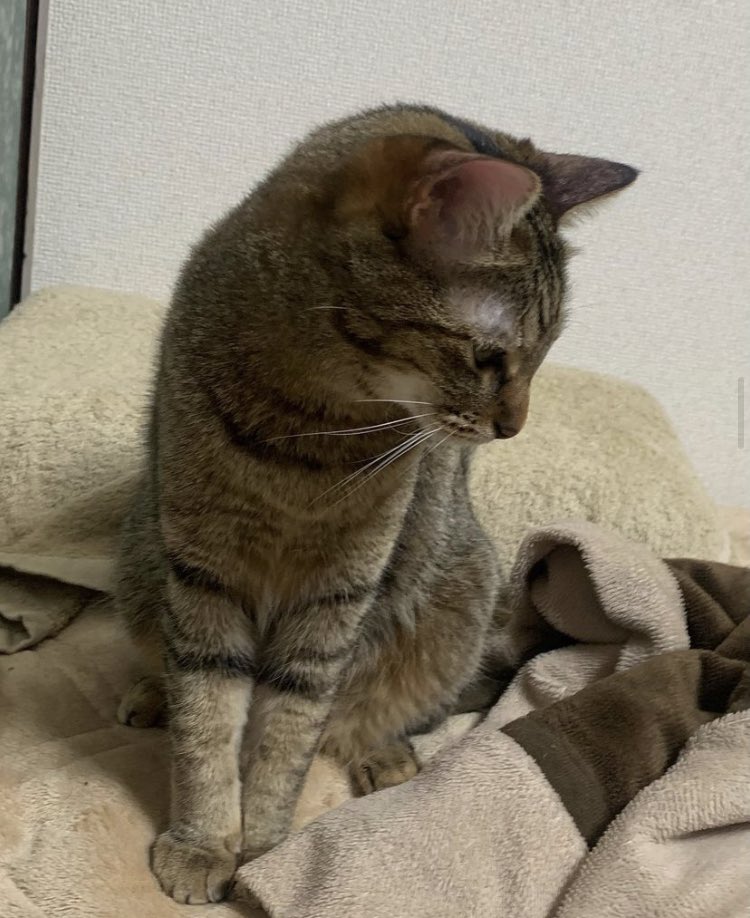 Mel09202020's tweet photo. If you know what love is, it is because of your cat🐾
-Mel🍯-

#cat #rescuecat
#catsoftwitter
#catsontwitter
#melsdailylife https://t.co/vMEMuvx0uJ