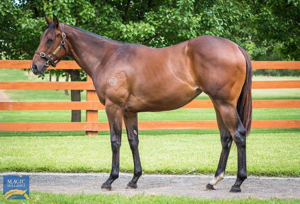 StudValiant's tweet photo. One horse remains for Book 1 Lot 705 @mmsnippets be sure to get to Barn V and see this precocious daughter of @godolphin Brazen Beau from the family of Lucia Valentina @Leesracing and Danzdanzdance @cwallerracing https://t.co/PuiJpogdPb