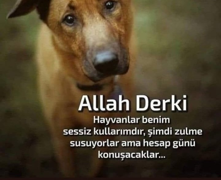 tulaySAMi_'s tweet photo. #14ocakUzaltılsın 
@RTErdogan 
@suleymansoylu 
@TCTarim 
@omerrcelik 
@iletisim https://t.co/gzD9JVBDdb