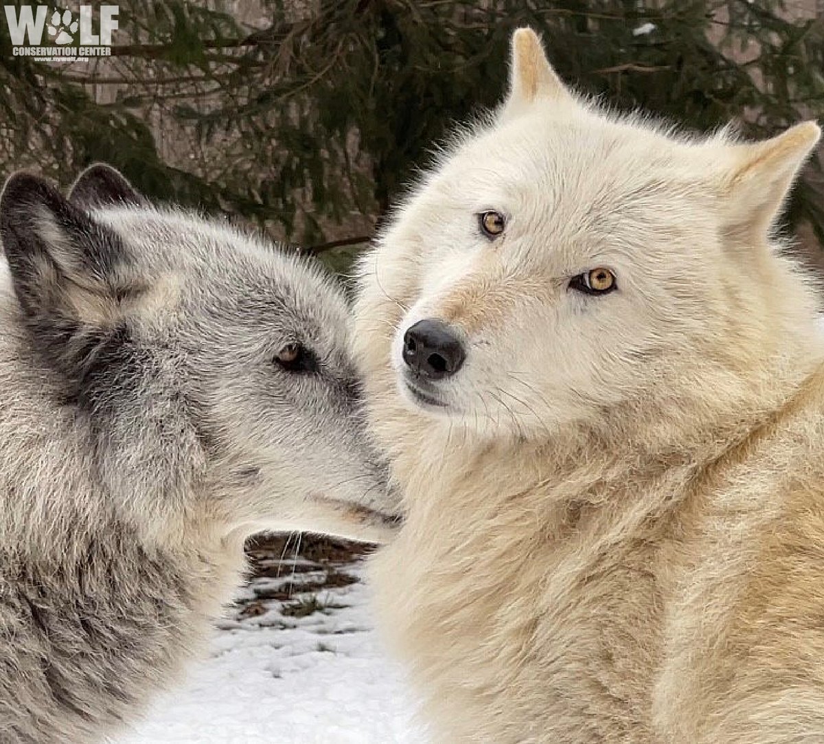 nywolforg's tweet photo. Psst... Wolves are essential.
Pass it on 🐺 https://t.co/k4dnbk6uAo
