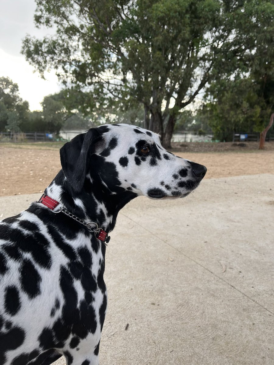 JudithClarke54's tweet photo. Early walk with dotti dog this morning after days of hot, humid weather it finally decided to rain so we took shelter in the dog park for 5 minutes before continuing on. #enjoyfriday #lookingforwardtotheweekend #keepsafe #wearamask https://t.co/ln9FiUskVR