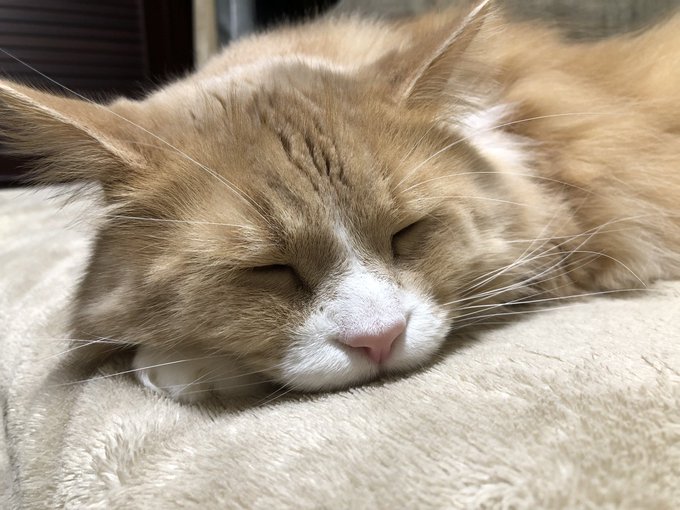 メインクーンのtwitterイラスト検索結果 古い順