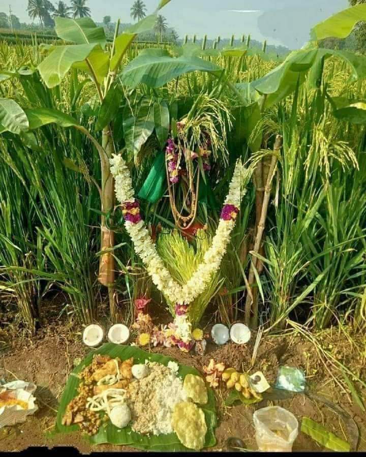 பூமித் தாயே பெருமிதம்கொள்
ஆயிரம் விதைதான் விதைத்தோம் 
ஆனால் நீயோ ஆயிரம்பேர்
உண்ண உணவு கொடுக்கிறாய் . 
எங்கள் அறிவியல் உலகம்கூட 
இன்னும் இந்த விந்தையின் 
வியப்பிலிருந்து மீளாமல்தான் உள்ளது .!
இனிய பொங்கல் நல்வாழ்த்துக்கள்🌾🌾🌾