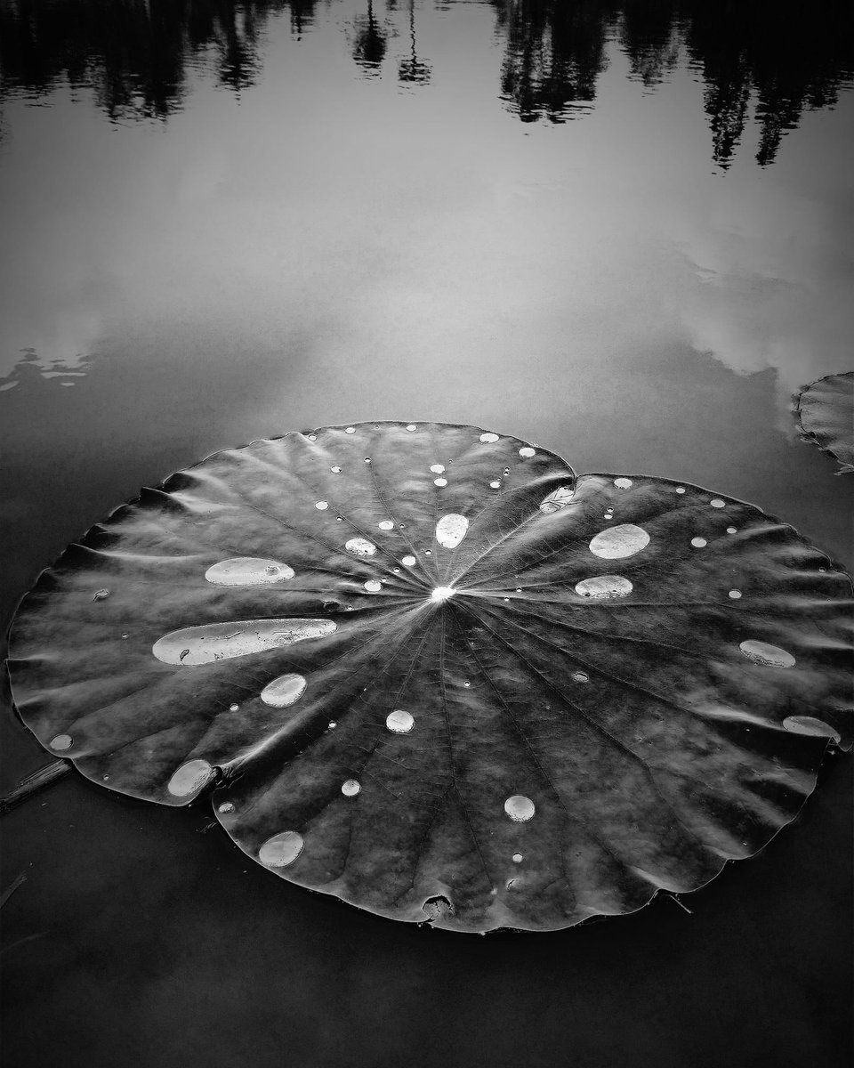 pctkhim's tweet photo. A Delightful Mid- January 2022 to wonderful Twitter friends! Have fun, stay safe and healthy always!  :) 

#blackandwhitephotography #blackandwhite #blackandwhitephoto #blackandwhitephotos #NaturePhotography #naturelovers https://t.co/weKghL0znK