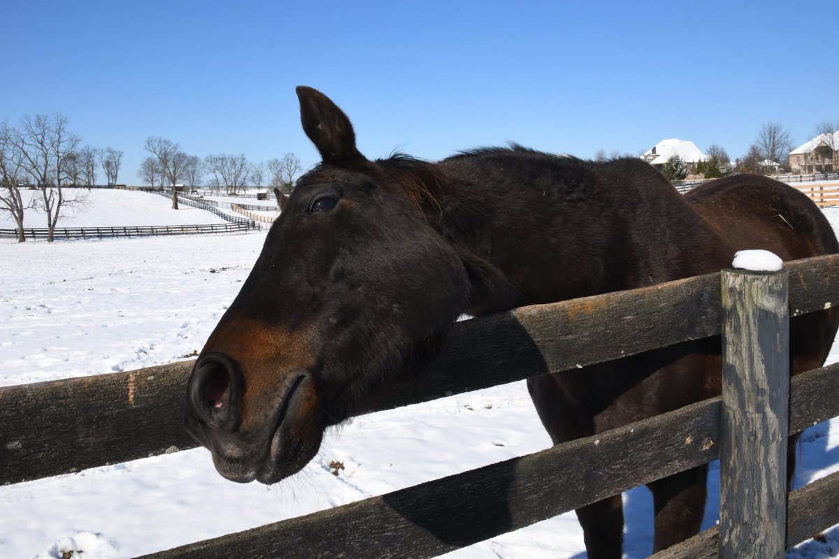 Soi Phet enjoying the snow at Old Friends Farm (Horse Heaven on Earth)!  Thank you to Michael Blowen and his incredible team for taking such great care of our beloved Phet!⁦<a href="/Oldfriendsfarm/">Old Friends</a>⁩, ⁦<a href="/Leopowellracing/">Leonard powell</a>⁩, ⁦<a href="/sandra_benow/">Sandra</a>⁩.