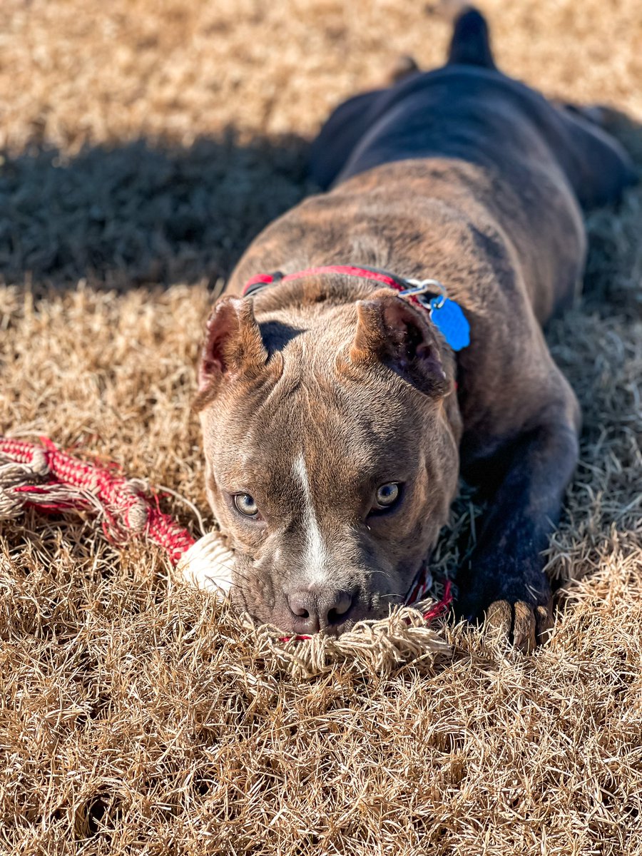 HighlandSquareO's tweet photo. “The best therapist has fur and four legs❤️”

Meet two of the sweetest fur-babies at Highland, Khloe and Kannan🐶

Looking for a place that is pet-friendly🐶🐱?
We have plenty of space here so that your pet can have a ball outside☺️! https://t.co/KQGKBbV6jO