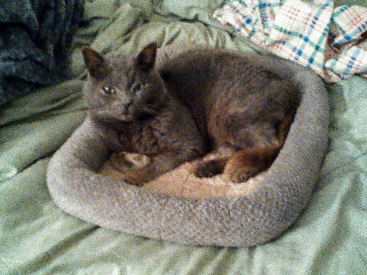 SMost5's tweet photo. 1/6 was the 3yr anniversary of Felix's deathπππHe was SO Very Special to me.
I still Miss him Every Single day πππ
#Kittylove
#CatsOfTwitter
#cancerIsEvil https://t.co/WoA4fLx3ai