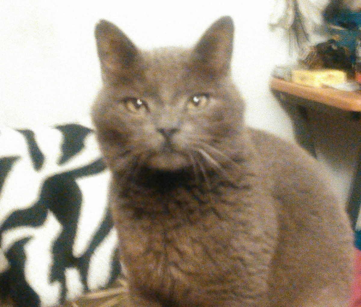 SMost5's tweet photo. 1/6 was the 3yr anniversary of Felix's deathπππHe was SO Very Special to me.
I still Miss him Every Single day πππ
#Kittylove
#CatsOfTwitter
#cancerIsEvil https://t.co/WoA4fLx3ai