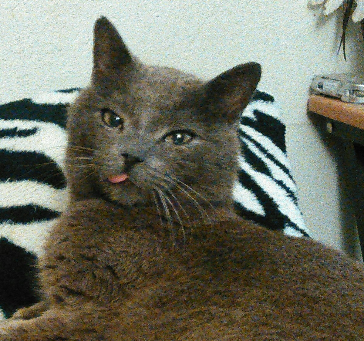 SMost5's tweet photo. 1/6 was the 3yr anniversary of Felix's deathπππHe was SO Very Special to me.
I still Miss him Every Single day πππ
#Kittylove
#CatsOfTwitter
#cancerIsEvil https://t.co/WoA4fLx3ai
