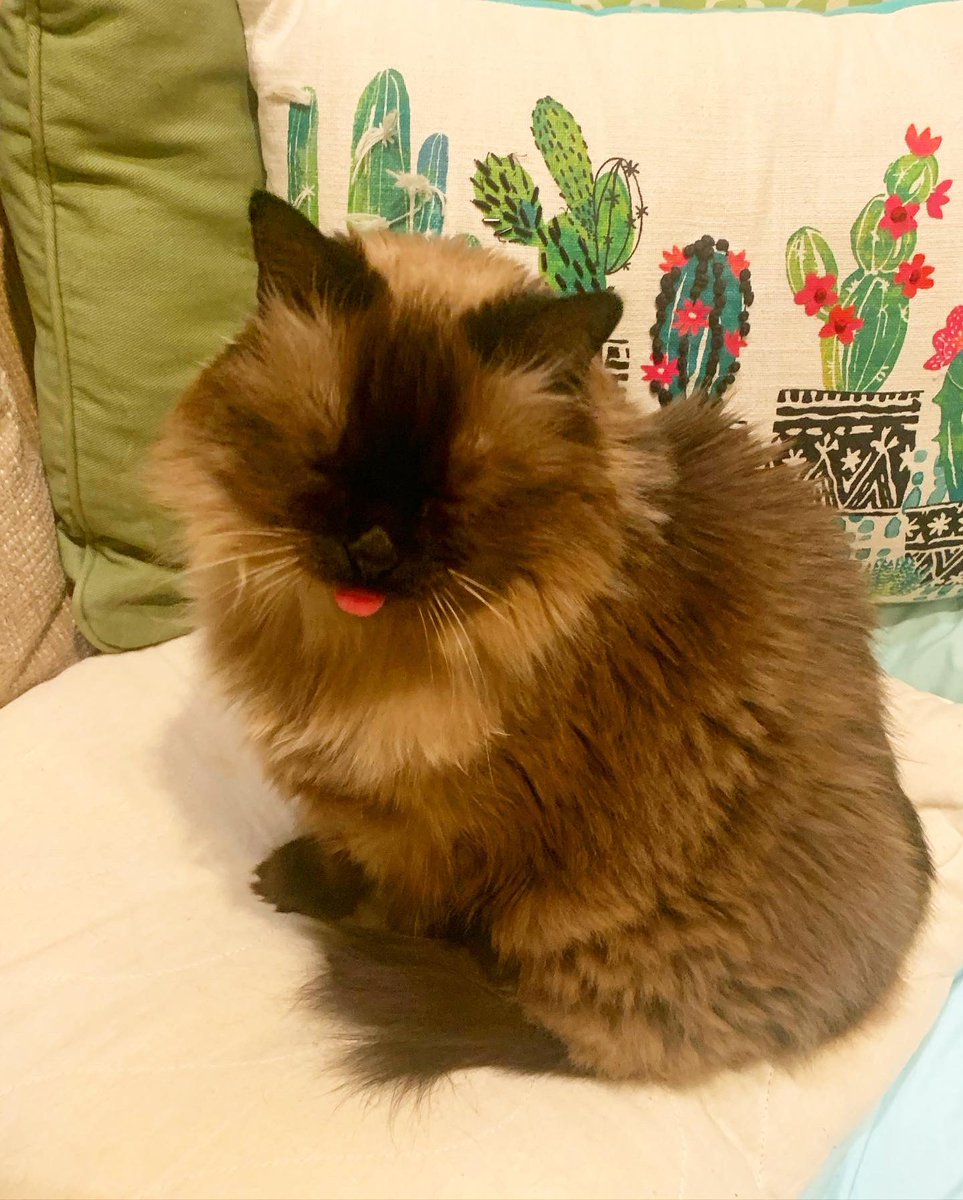 HippyDelight's tweet photo. @pokimanelol have some pics of my cat looking dumb. You’re a total inspiration for all female content creators. https://t.co/wnzKJkNUl3