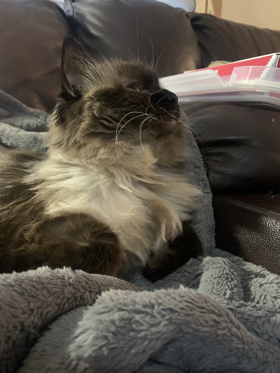 HippyDelight's tweet photo. @pokimanelol have some pics of my cat looking dumb. You’re a total inspiration for all female content creators. https://t.co/wnzKJkNUl3