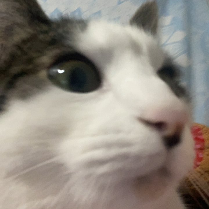m0llyr0x's tweet photo. molly aint camera shy #paparazzi #photogenickitty #offguard #imaprettykitty https://t.co/H0CBEJlBhI