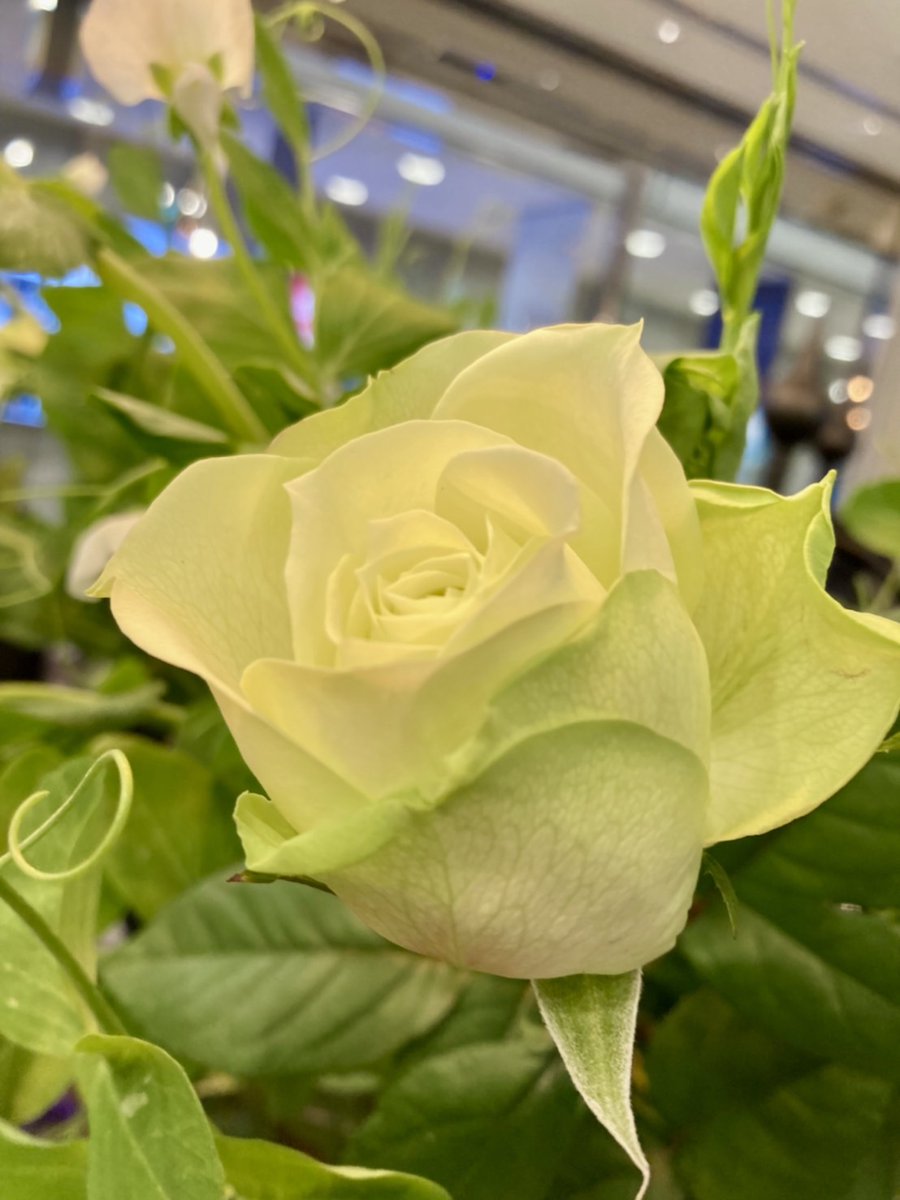 バラギフト Twitter Search Twitter